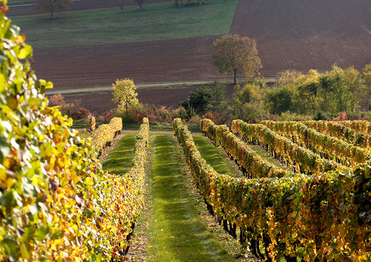 Burgundija